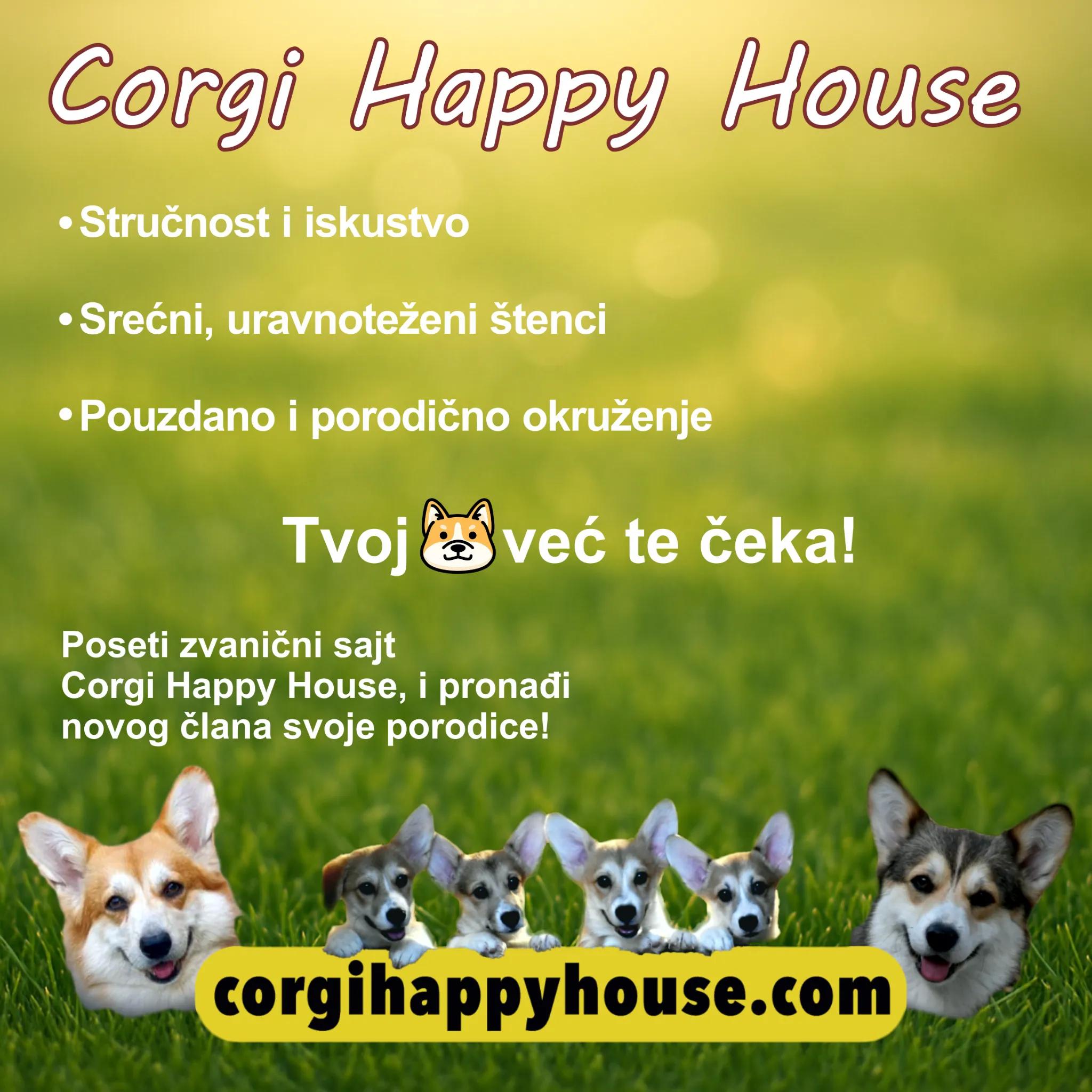 CorgiHappyHouse1