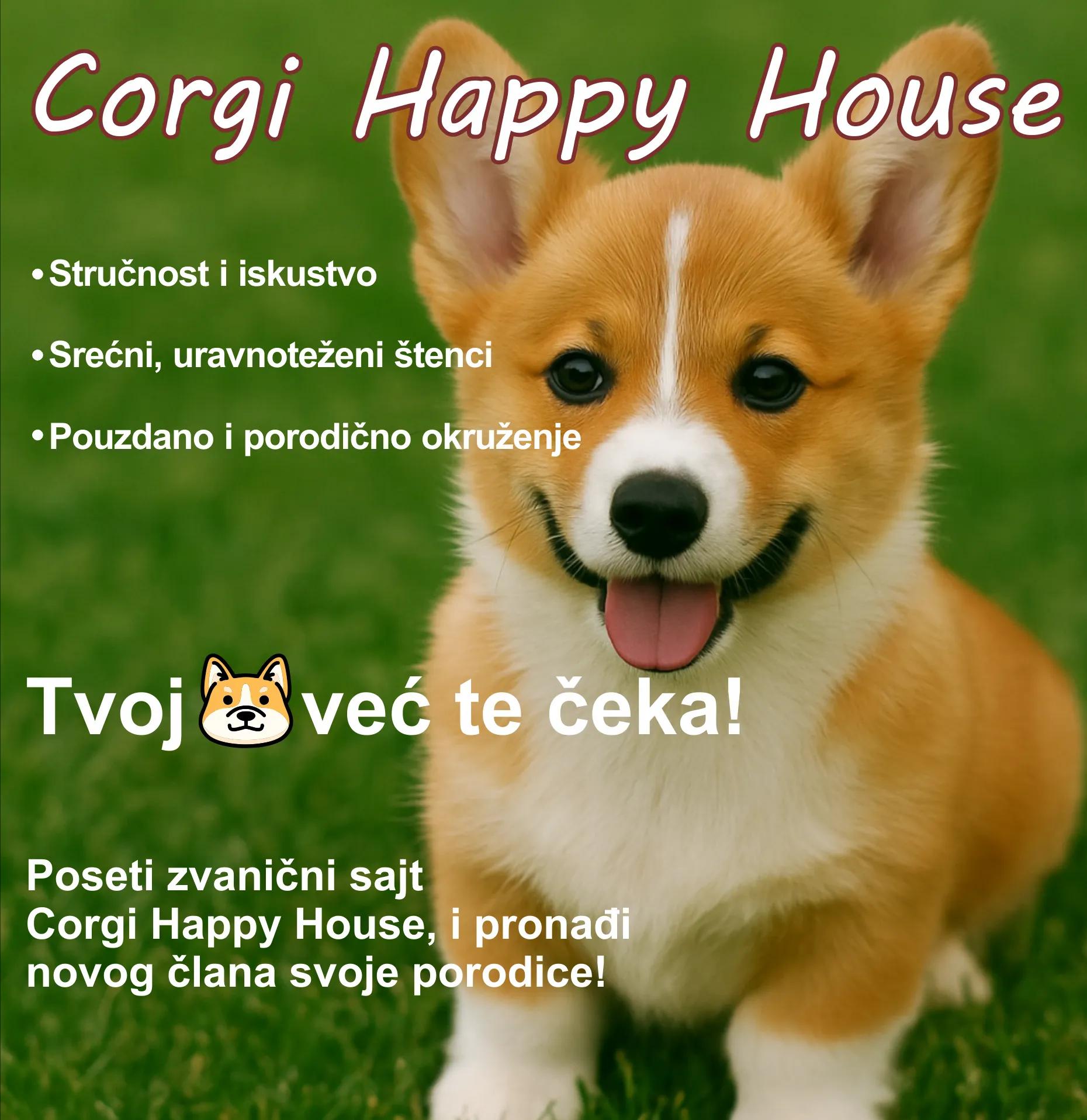 CorgiHappyHouse1